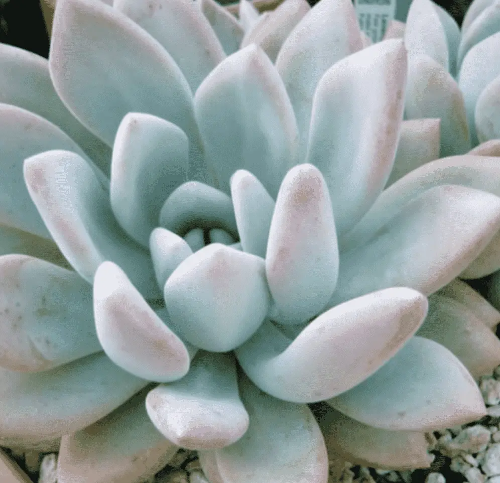 X Graptoveria 'Opalina'