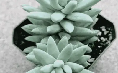 X Sedeveria ‘Blue Burrito’