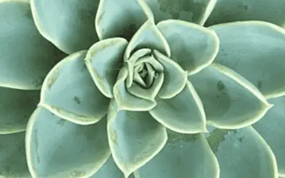 Echeveria ‘Blue Atoll’