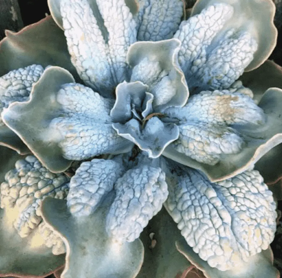 Echeveria ‘Barbillion'