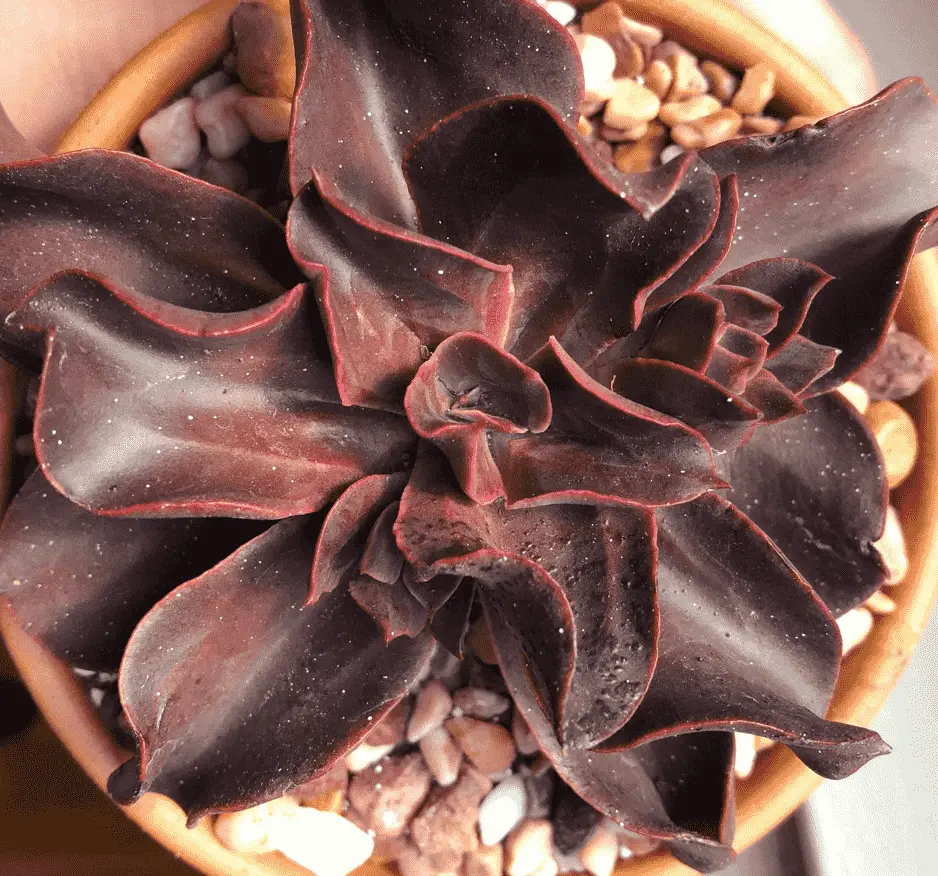 Echeveria ‘Autumn Flame’