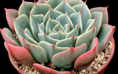 Echeveria ‘Apollo’