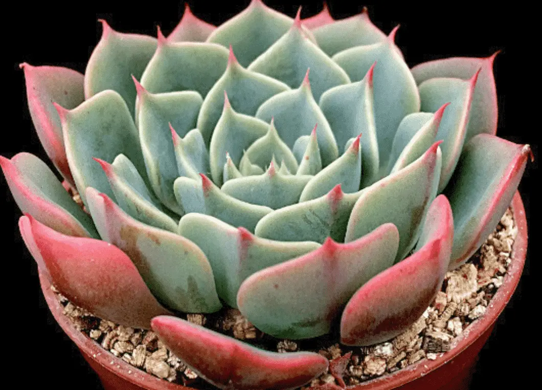 Echeveria ‘Apollo'