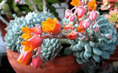 Echeveria ‘Alienor’