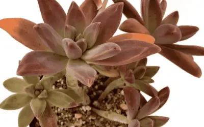 X Graptosedum ‘Darley Sunshine’