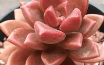 X Graptosedum ‘Vera Higgins’