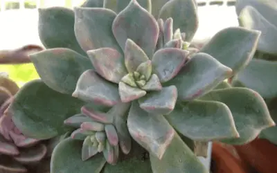 X Graptoveria ‘Acaulis’