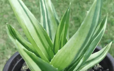 Alworthia ‘Black Gem’ F Variegata