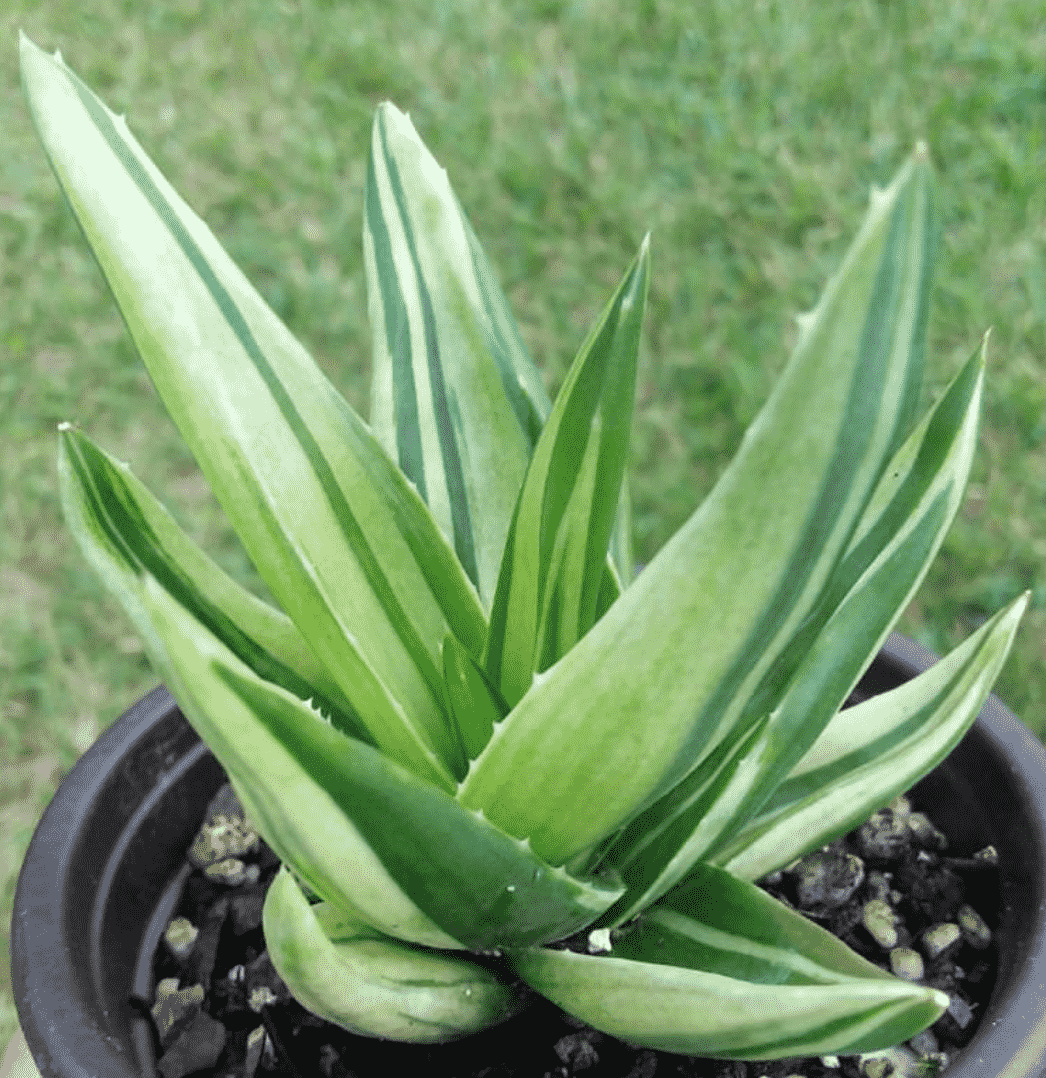 Alworthia 'black Gem' F Variegata - Succulents Network