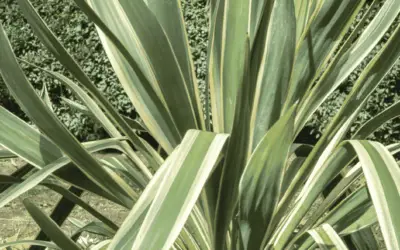 Yucca Gloriosa ‘Variegata’