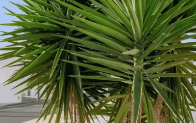 Yucca Aloifolia ‘Spanish Bayonet’