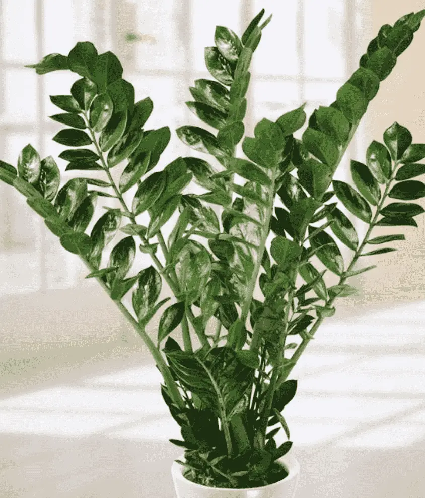 Zamioculcas Zamiifolia