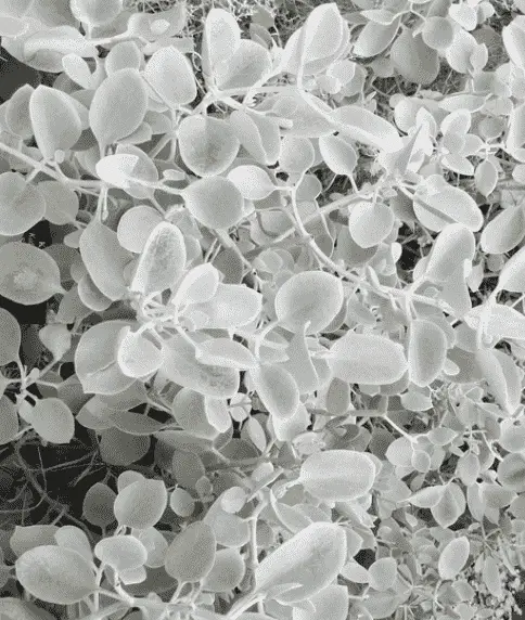 Kalanchoe Bracteata 'Silver Teaspoons'