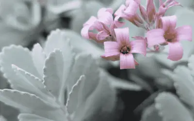 Kalanchoe Pumila ‘Flower Dust Plant’