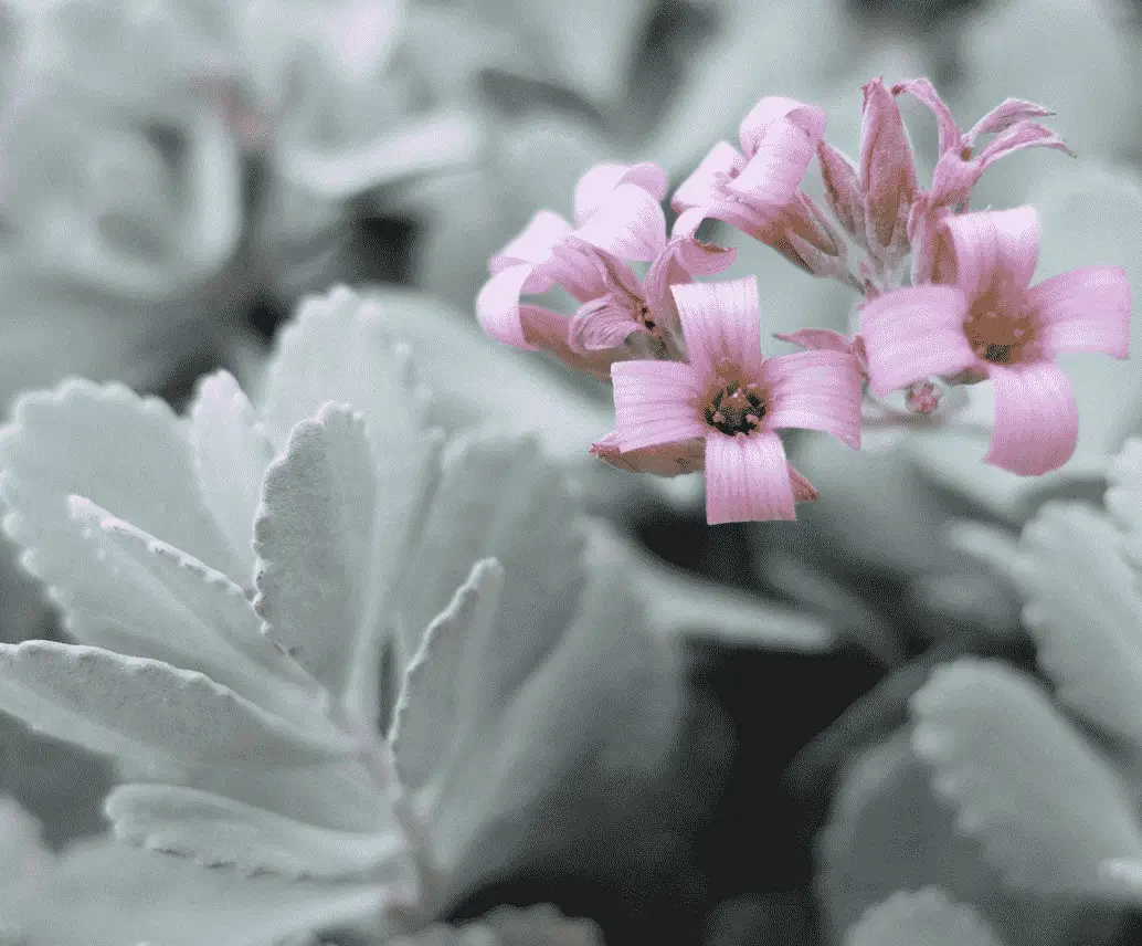 Kalanchoe Pumila 'Flower Dust Plant'