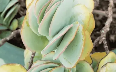 Kalanchoe Marnieriana ‘Marnier’s Kalanchoe’