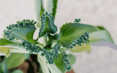 Kalanchoe Pinnata ‘Miracle Leaf’