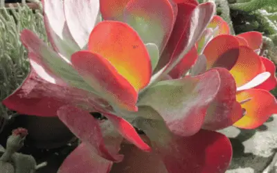 Kalanchoe Tetraphylla