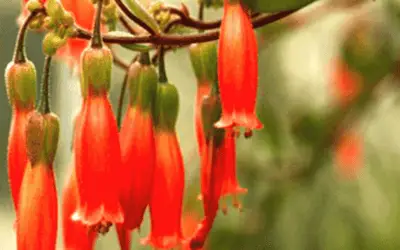 Kalanchoe Manginii ‘Chalandelier Plant’