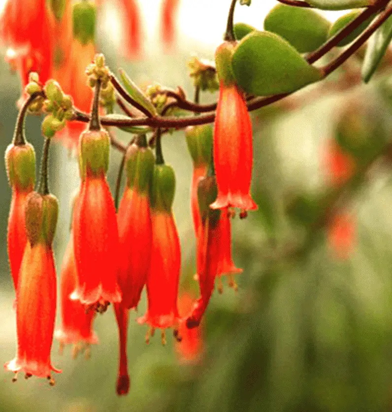 Kalanchoe Manginii 'Chalandelier Plant'
