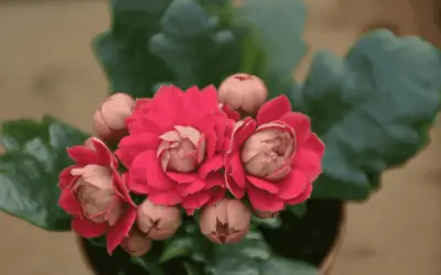 Kalanchoe Blossefeldiana ‘Calandiva’