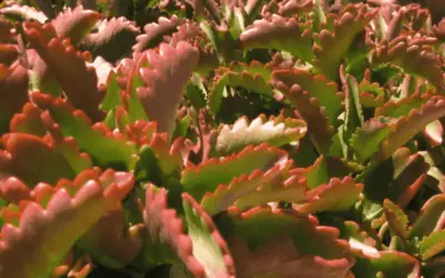 Kalanchoe Longiflora ‘Tugela Cliff Kalanchoe’