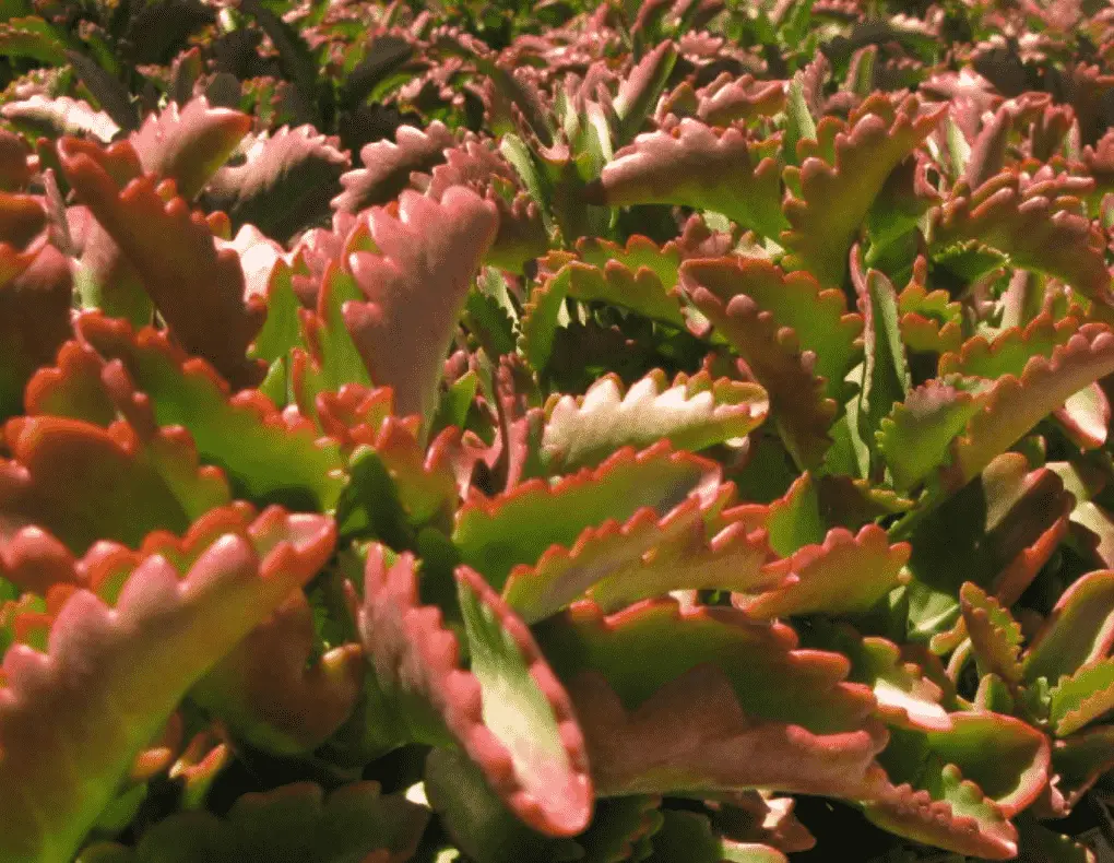 Kalanchoe Longiflora 'Tugela Cliff Kalanchoe'