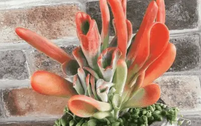 Kalanchoe Luciae ‘Oricula’