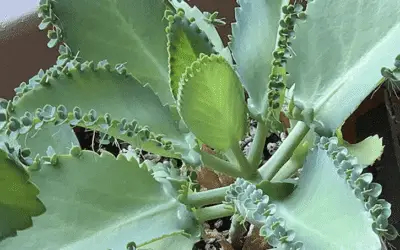 Kalanchoe Daigremontiana ‘Mother Of Thousands’