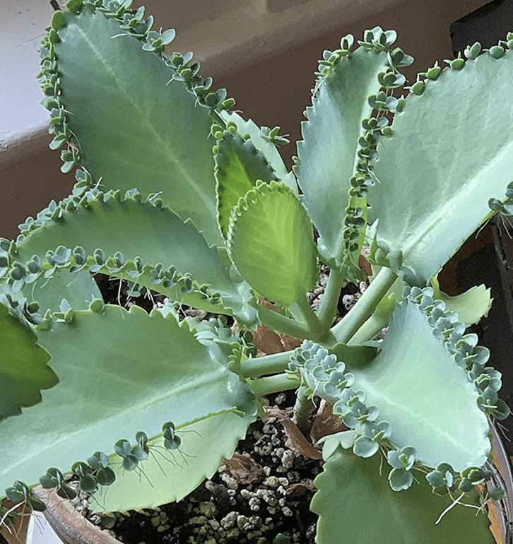 Kalanchoe Daigremontiana 'Mother Of Thousands'