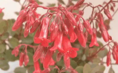 Kalanchoe ‘Tessa’ Pendent Flowered Kalanchoe