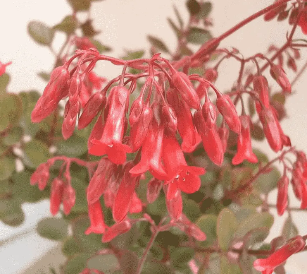 Kalanchoe 'Tessa' Pendent Flowered Kalanchoe