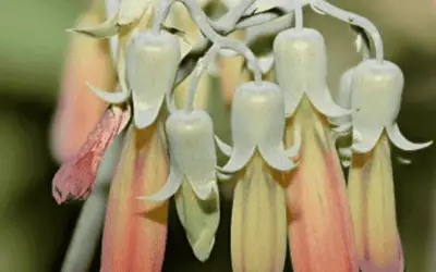 Kalanchoe Rosei