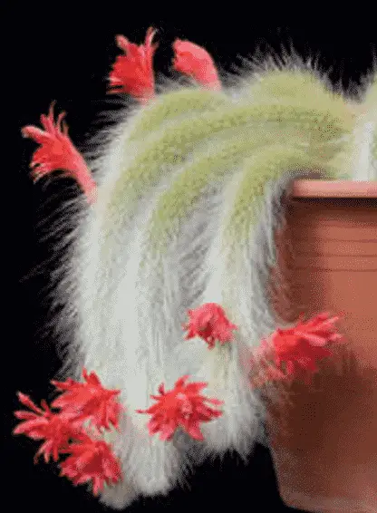 Cleistocactus Winteri