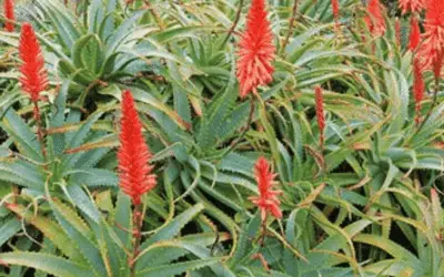 Aloe Arborescens ‘Torch Aloe’