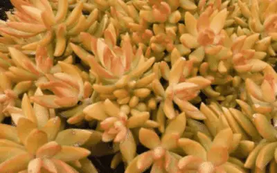 Sedum Mussbaumerianum ‘Coppertone Sedum’