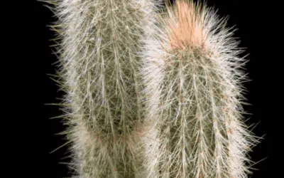 Cleistocactus Hyalacanthus ‘Silver Torch’