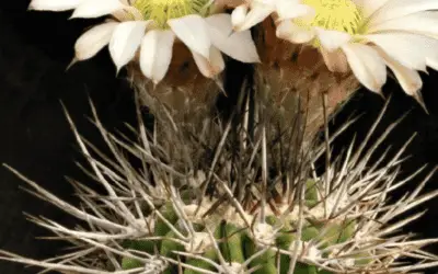 Acanthocalycium Klimpelianum ‘Spiny Lilac Flower Cactus’