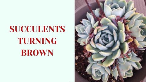 Blog - Succulents Network