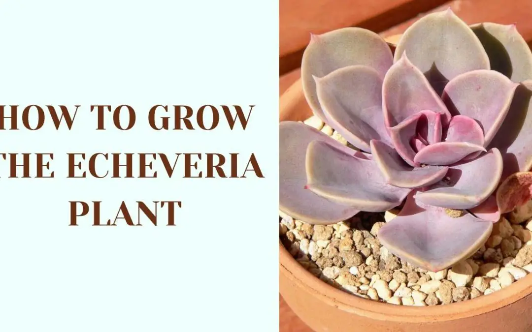 How To Grow The Echeveria Plant