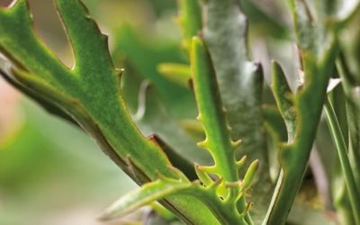 Kalanchoe Synsepala ‘Elk Antlers’