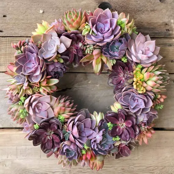 How to Make a Living Succulent Wreath