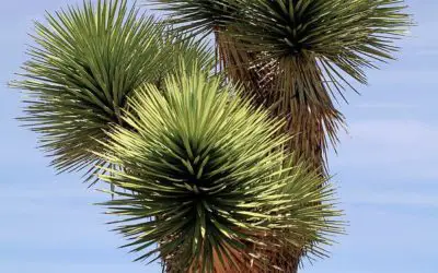 Yucca Brevifolia ‘Joshua Tree’