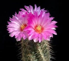 Thelocactus Bicolor ‘Glory Of Texas’