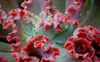 Echeveria ‘Crimson Tide’