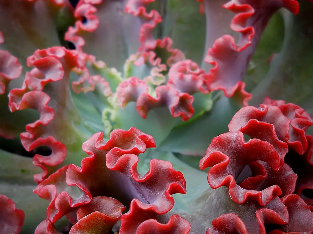 Echeveria ‘Crimson Tide’