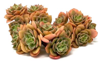 Echeveria ‘Fun Queen’