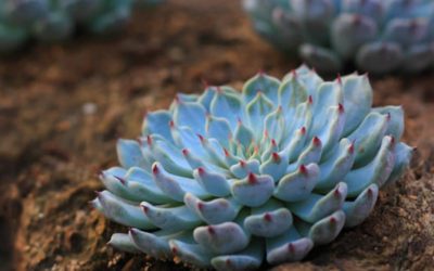 Echeveria Cuspidata Var. Gemmula