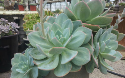 Echeveria ‘Hakuhou’