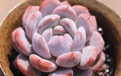 Echeveria ‘Monroe’